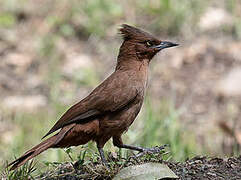 Brown Cacholote