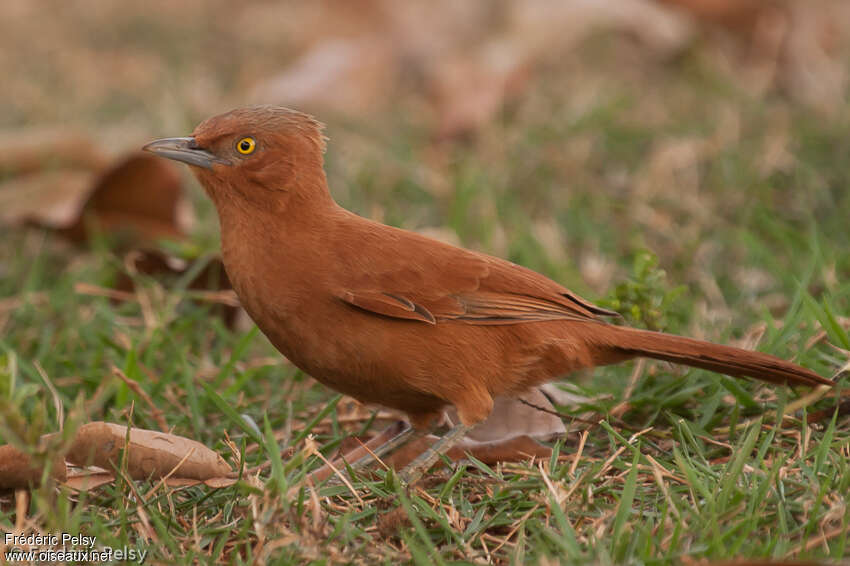 Cacholote uniadulte, identification