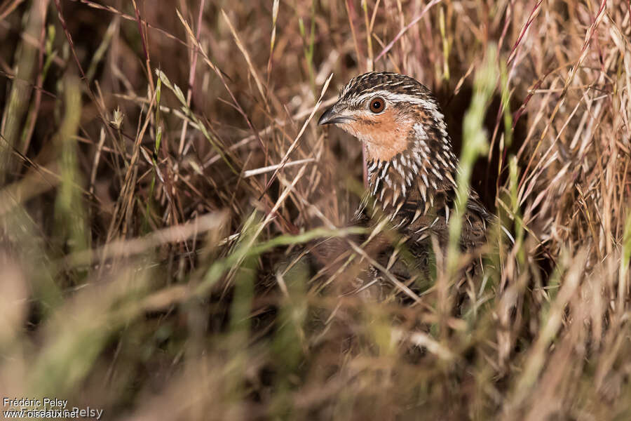 Stubble Quail