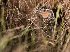 Stubble Quail