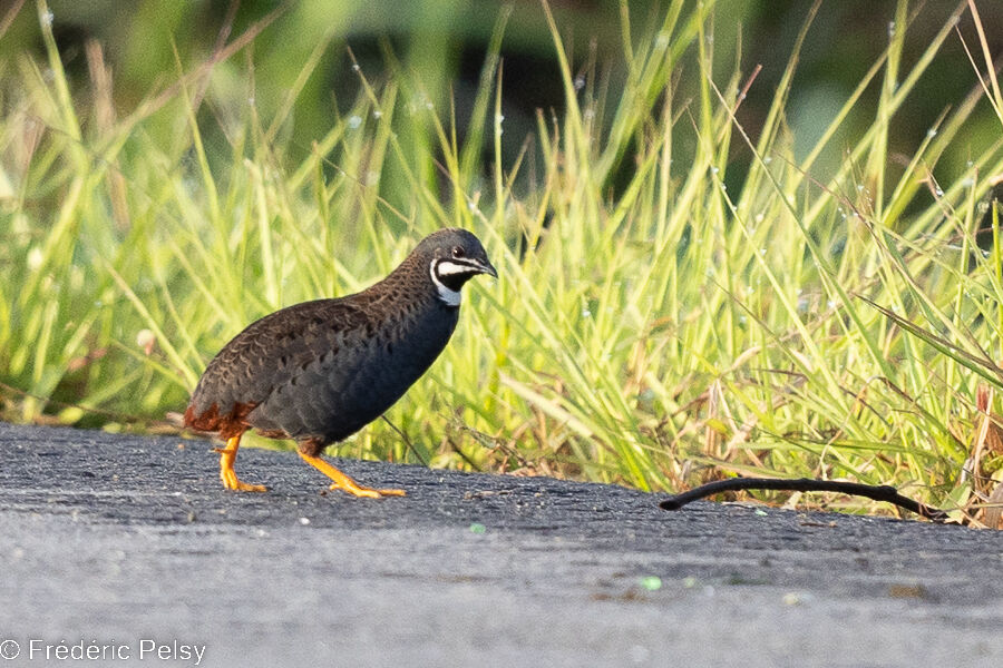 King Quail male