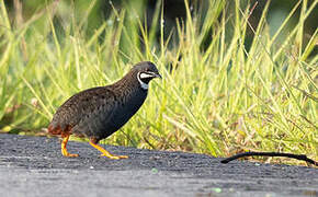 King Quail