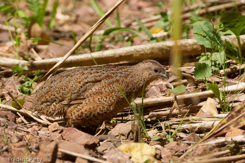 Brown Quailadult