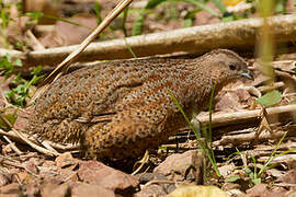 Brown Quail