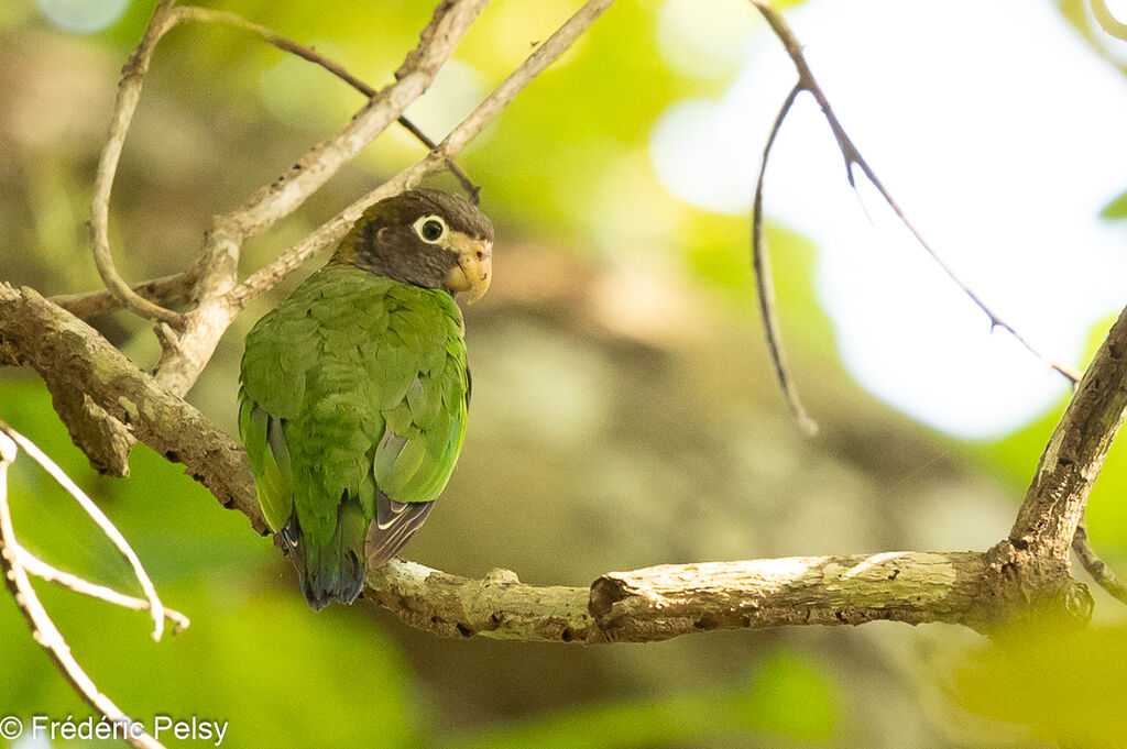 Brown-hooded Parrot