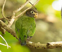 Brown-hooded Parrot