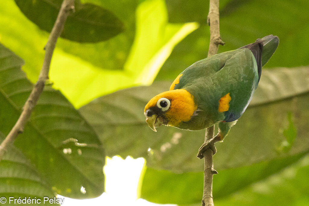 Saffron-headed Parrot