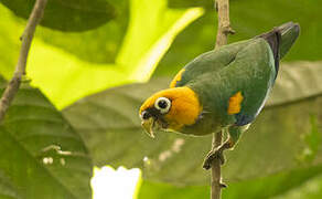 Saffron-headed Parrot