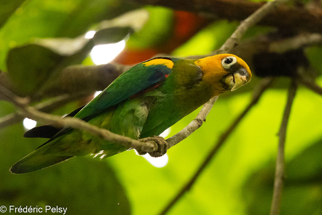 Saffron-headed Parrot