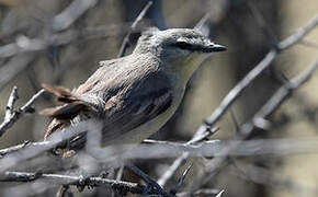 Greater Wagtail-Tyrant