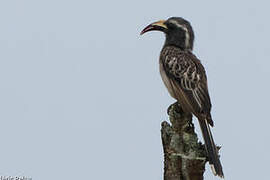 African Grey Hornbill