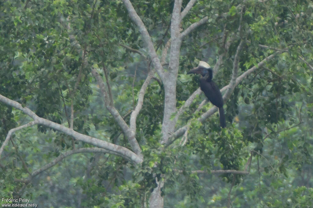 Yellow-casqued Hornbill male adult