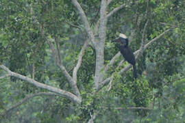 Yellow-casqued Hornbill