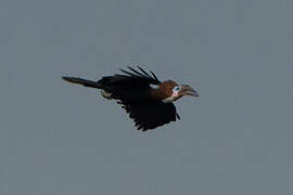 Black-casqued Hornbill