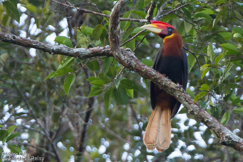 Rufous Hornbilladult