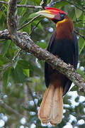 Rufous Hornbill