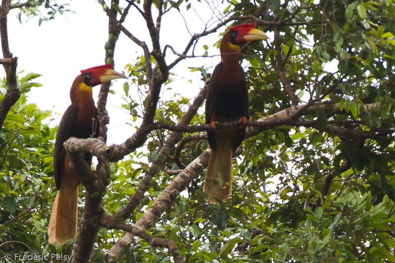 Rufous Hornbill 