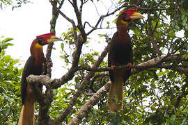 Rufous Hornbill