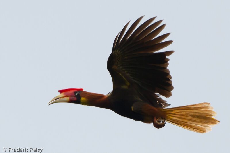 Rufous Hornbilladult