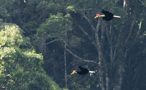 Knobbed Hornbill