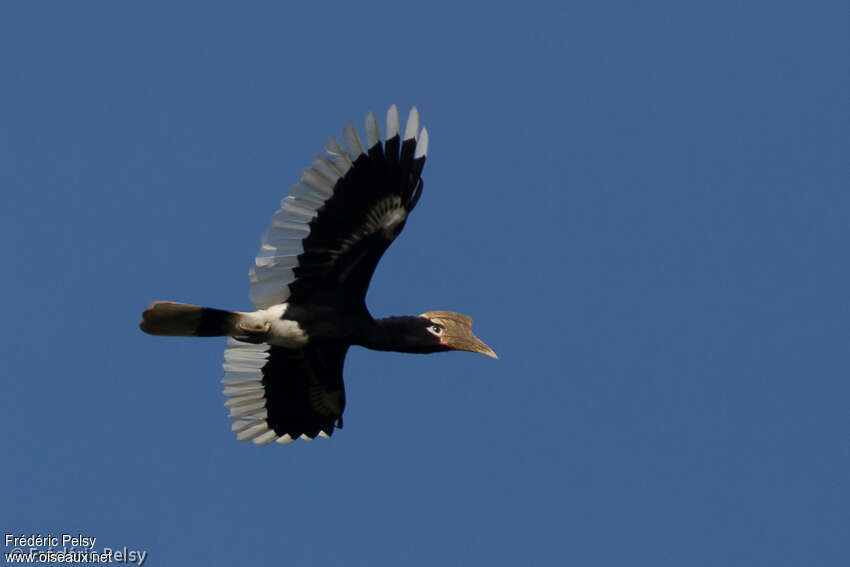 Brown-cheeked Hornbill male adult, Flight