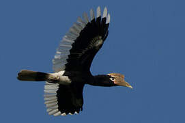 Brown-cheeked Hornbill