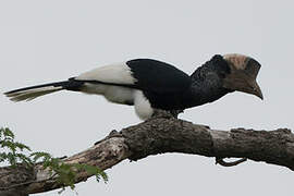 Black-and-white-casqued Hornbill