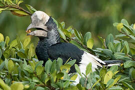 Black-and-white-casqued Hornbill