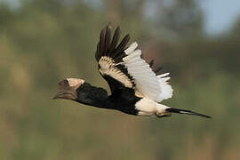 Black-and-white-casqued Hornbill