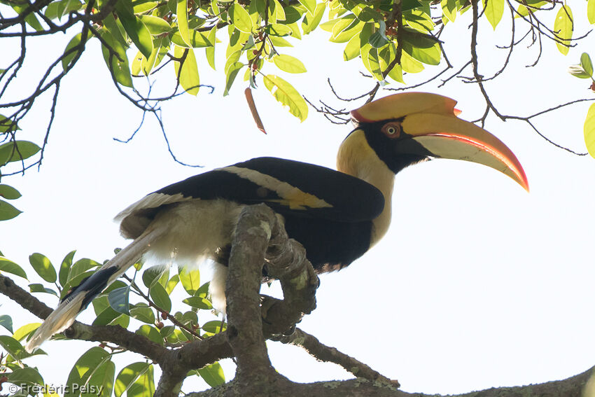 Great Hornbill female adult, identification