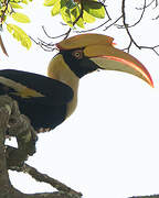 Great Hornbill