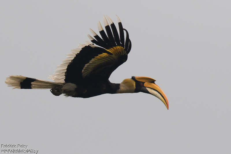 Great Hornbill male adult, Flight