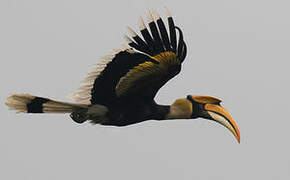 Great Hornbill