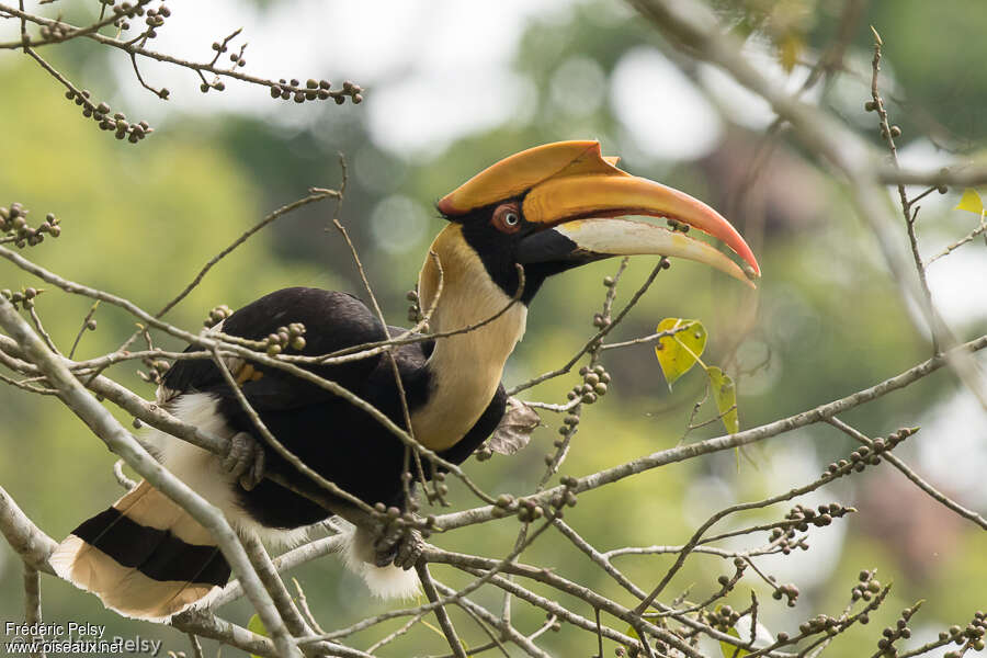 Calao bicorne femelle adulte, identification, mange