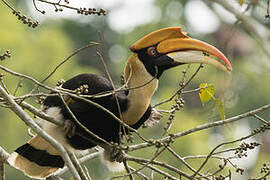 Great Hornbill