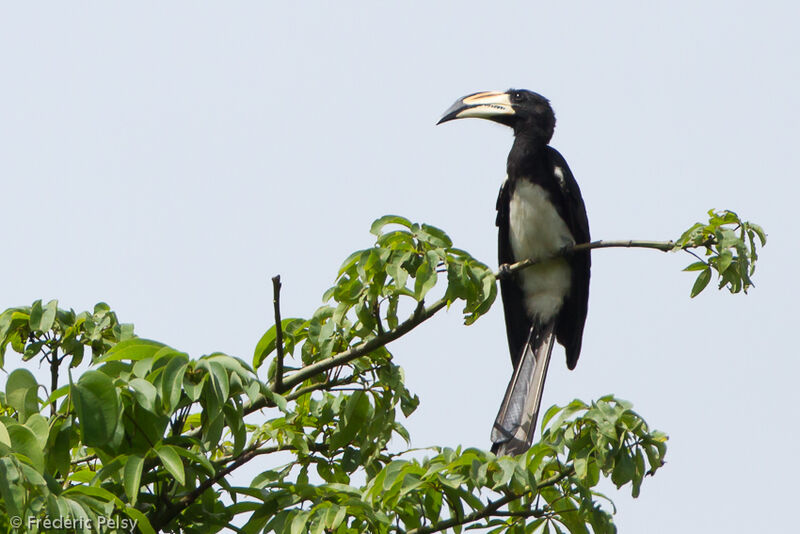 West African Pied Hornbill male adult
