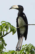 West African Pied Hornbill