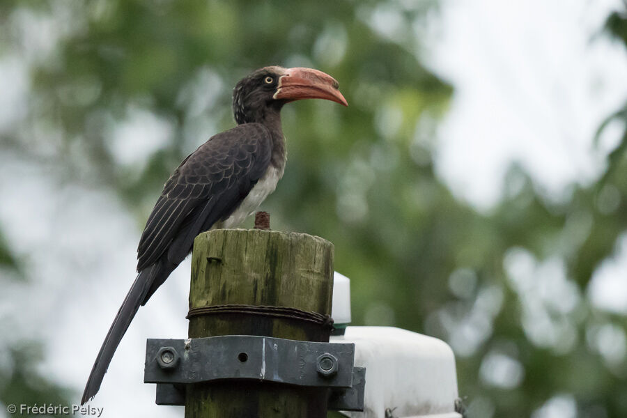 Crowned Hornbill male adult