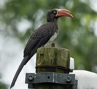 Crowned Hornbill