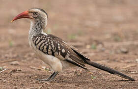 Southern Red-billed Hornbill