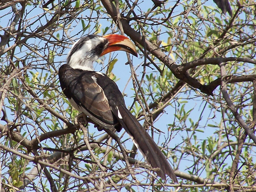 Von der Decken's Hornbill