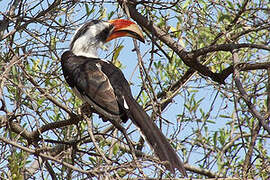 Von der Decken's Hornbill