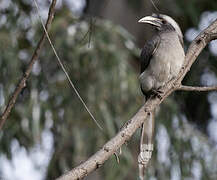 Indian Grey Hornbill