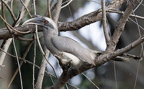 Indian Grey Hornbill