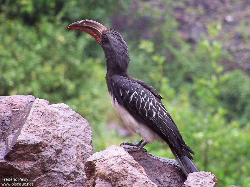 Calao de Hemprichadulte, identification