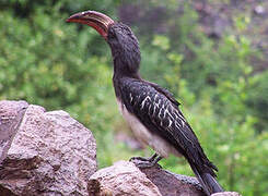 Hemprich's Hornbill