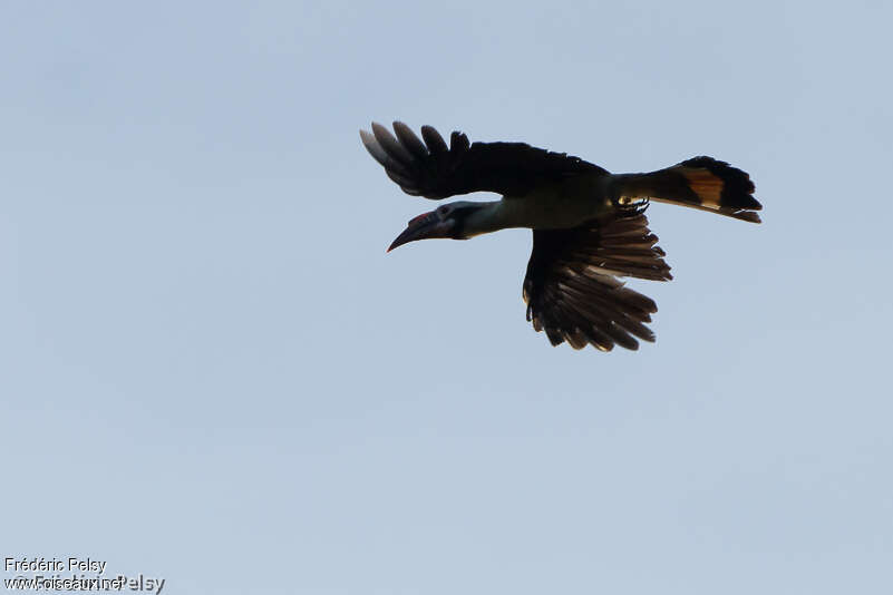 Luzon Hornbill male adult