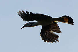 Luzon Hornbill