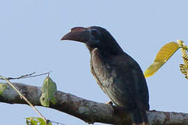 Mindanao Hornbill