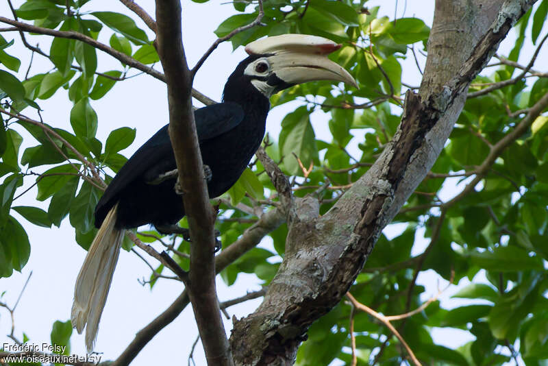 Palawan Hornbilladult, identification